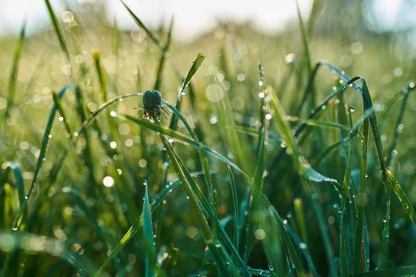 Morgondagg på gräs — Stockfoto