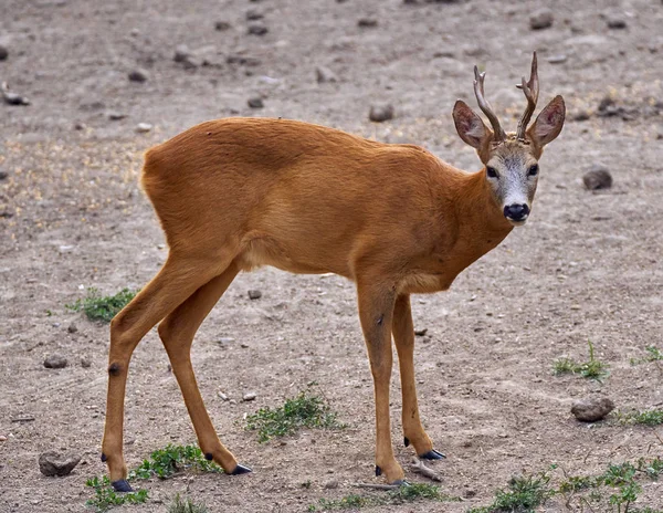 Erkek roebuck orman tarafından
