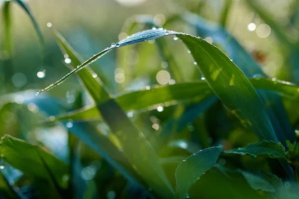 Rosée du matin sur l'herbe — Photo