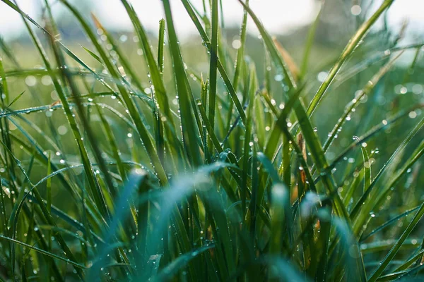 Утренняя роса на траве — стоковое фото