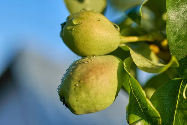 Päron med morgondagg — Stockfoto