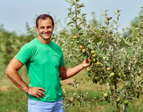 Agricultor por uma macieira Imagem De Stock