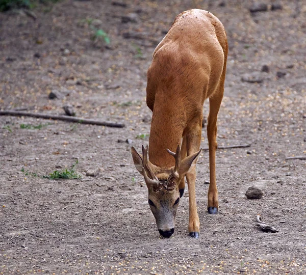 Mannelijke roebuck door het bos Stockfoto