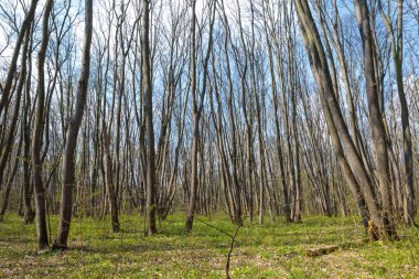 Gürgen ormanı manzara