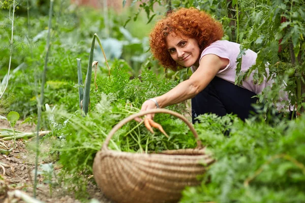 Kvinna bonden plockning morötter — Stockfoto