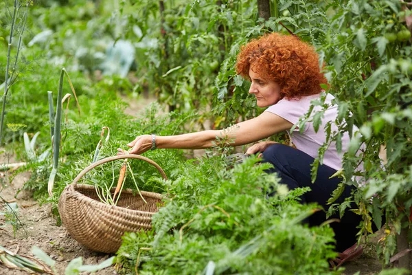 Mulher agricultor colhendo cenouras — Fotografia de Stock