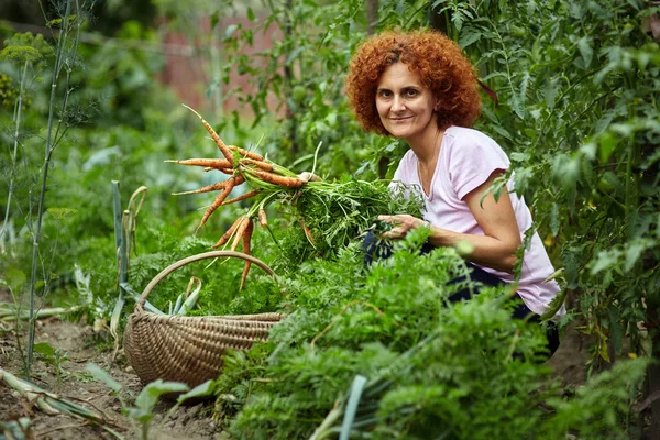 Vrouw boer plukken wortelen — Stockfoto