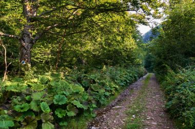 Ormandan geçen toprak yol.