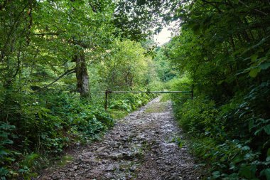 Ormandan geçen toprak yol.