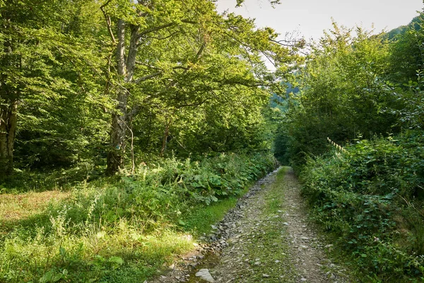 Ormandan geçen toprak yol.