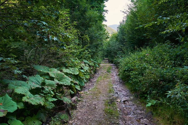 Ormandan geçen toprak yol.