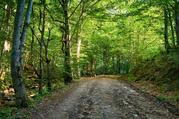 Dirt road through forest — Stock Photo, Image