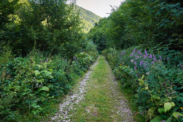 Брудна дорога через ліс — стокове фото