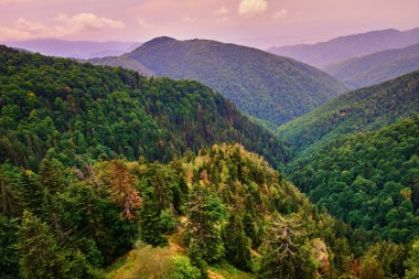 çam ormanları ile kaplı dağları