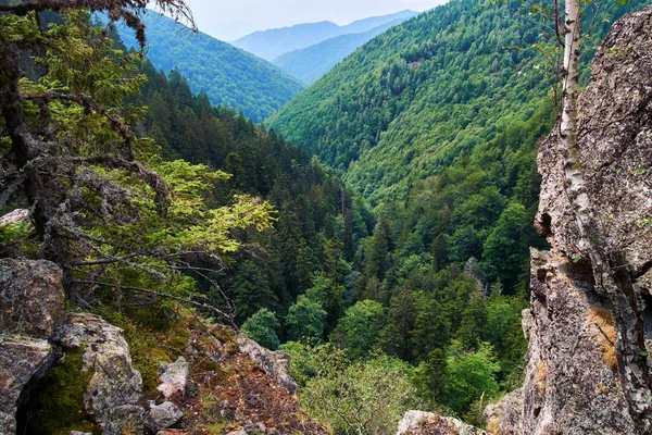 Montañas cubiertas de bosque de pinos —  Fotos de Stock