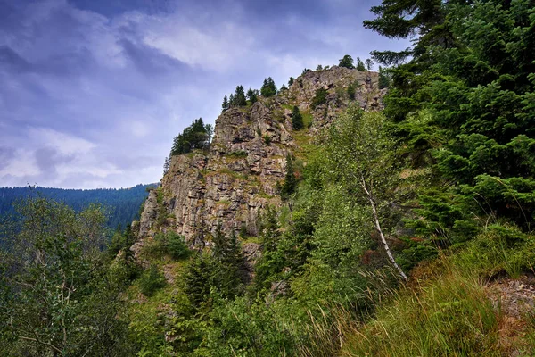 Hory pokryté borový les — Stock fotografie
