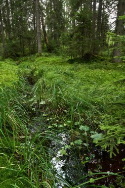 Apuseni Ulusal Rezerv bataklıkta turba