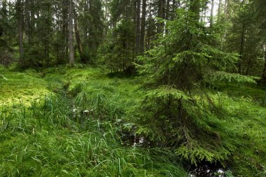 Apuseni Ulusal Rezerv bataklıkta turba
