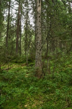 Apuseni Ulusal Rezerv bataklıkta turba