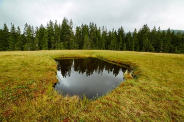 Ulusal rezerv bataklıkta turba