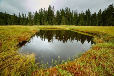 Ulusal rezerv bataklıkta turba