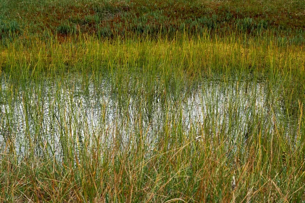 Turfa pântano na reserva nacional — Fotografia de Stock