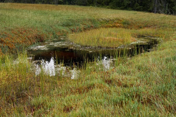 Turfa pântano na reserva nacional — Fotografia de Stock