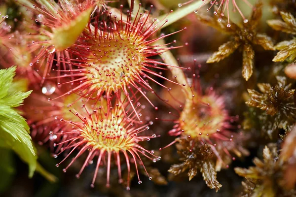 Uit vleesetende plant — Stockfoto