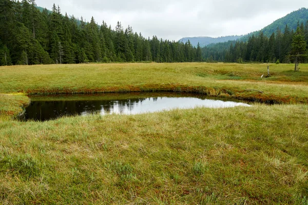 Turfa pântano na reserva nacional — Fotografia de Stock