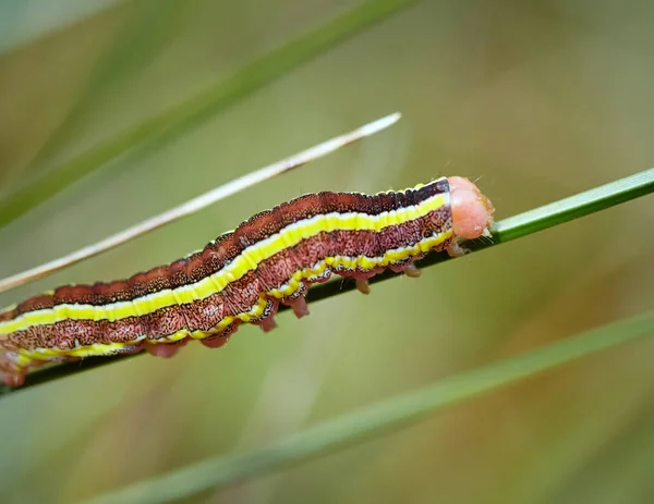 vibrant colored caterpillar on straw
