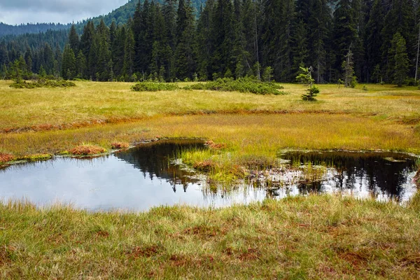 Ulusal rezerv bataklıkta turba