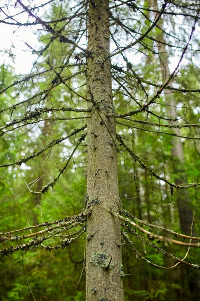 Tronco di pino — Foto Stock