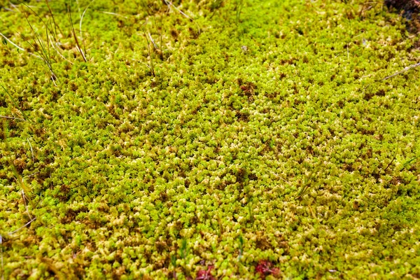 Detailed moss in swamp — Stock Photo, Image