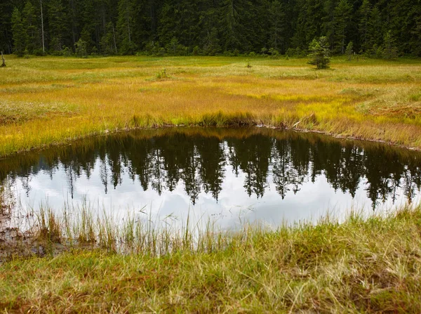 Peat bog in national reserve Stock Picture