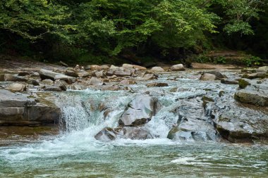 Ormanın içinden akan nehir