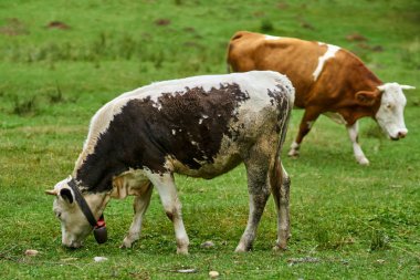İnekler çayırlarda otluyor. 