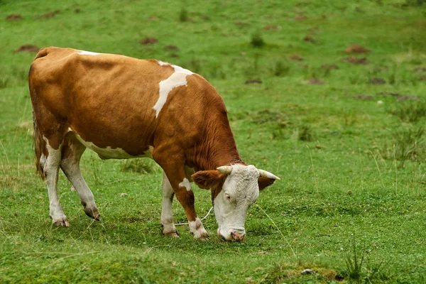 Cow grazing on pasture — Stock Photo, Image