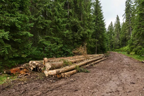 Aggressive deforestation in parks — Stock Photo, Image