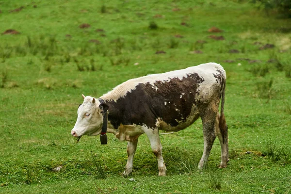 Ko betande på bete — Stockfoto