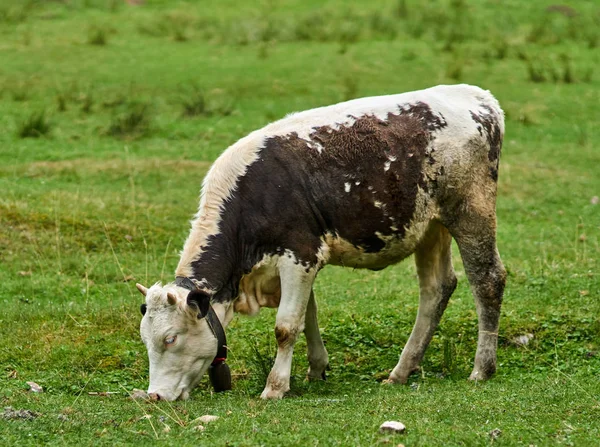 Legeltetés legelő tehén — Stock Fotó