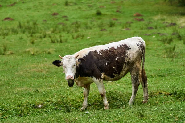 Kuh weidet auf Weide — Stockfoto