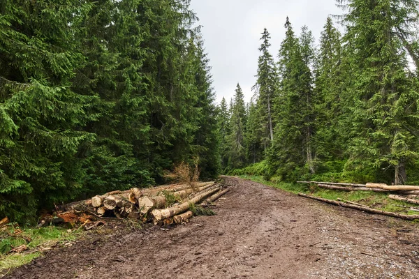 parklarda agresif ormansızlaşma