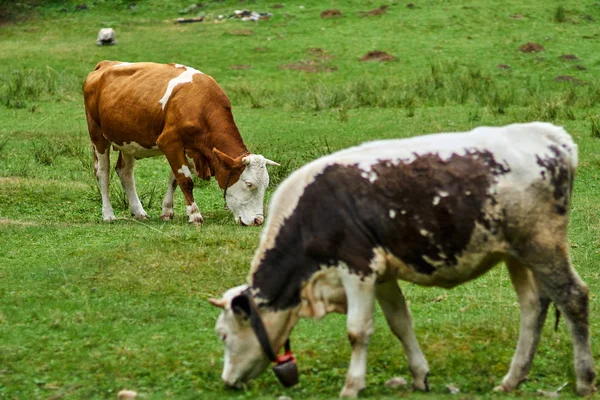 Vacas que pastam em pastagens — Fotografia de Stock