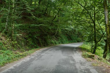 Yaprak döken orman yoluyla boş yol