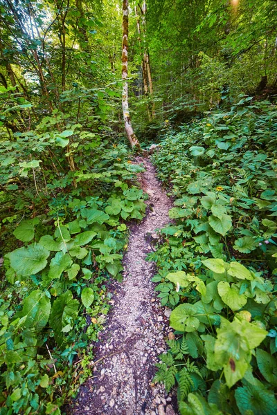 Trilha de caminhadas na floresta — Fotografia de Stock