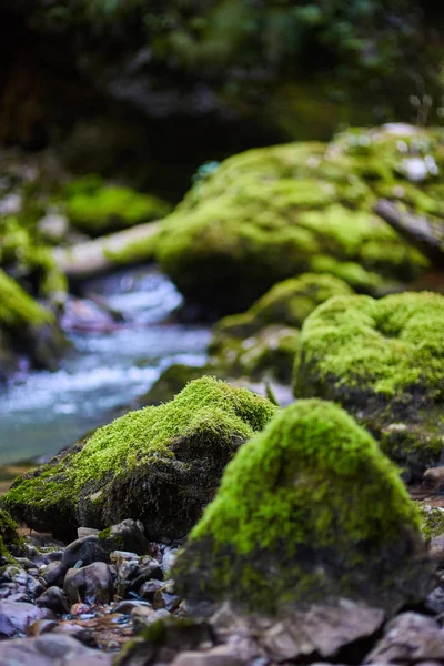 Galbena river och ravinen — Stockfoto