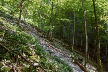 Büyük ağaçlar ile yaprak döken orman