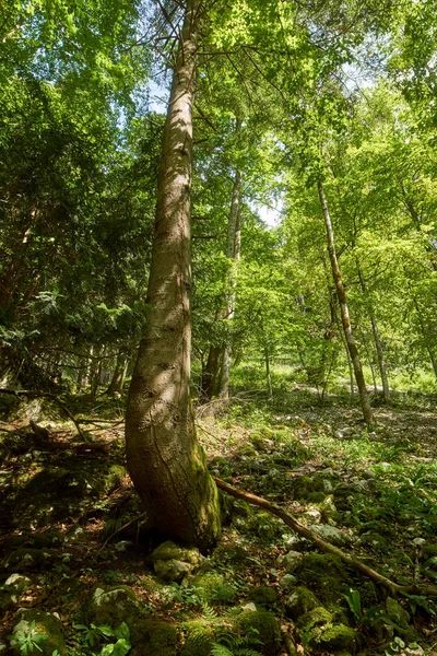 Laubwald mit großen Bäumen — Stockfoto