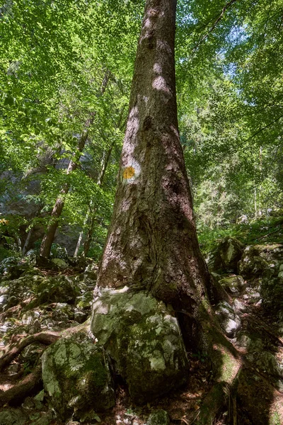 Lombhullató erdőkben, a nagy fák — Stock Fotó