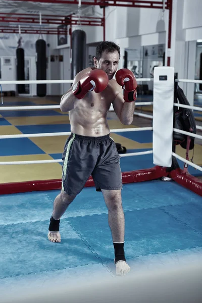 Boxe de chasse Kickbox — Photo